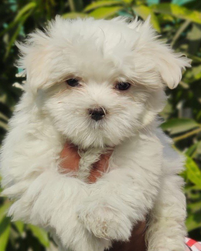 Buy Male Maltese Puppy from Hyderabad